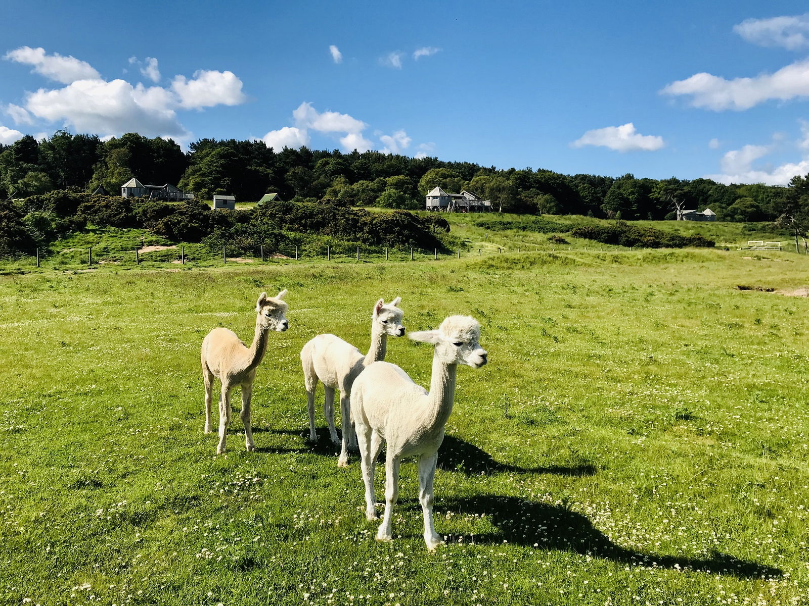 Glamping holidays near Edinburgh in East Lothian, Southern Scotland - Harvest Moon Holidays
