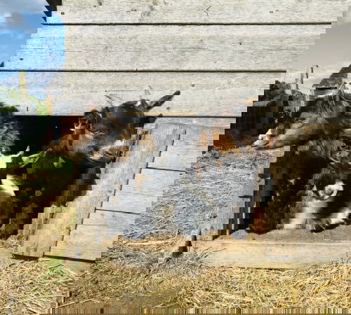 Glamping holidays near Edinburgh in East Lothian, Southern Scotland - Harvest Moon Holidays