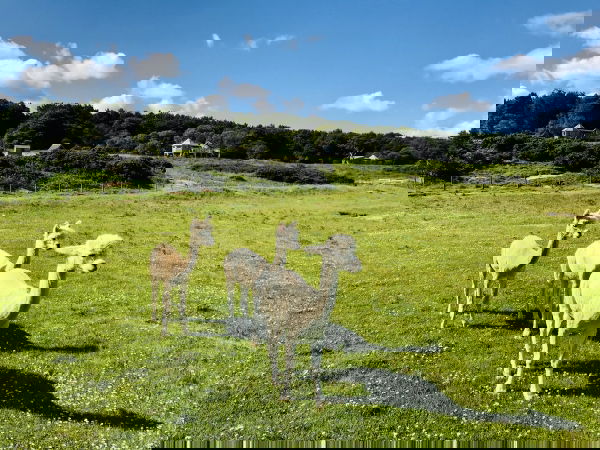 Glamping holidays near Edinburgh in East Lothian, Southern Scotland - Harvest Moon Holidays