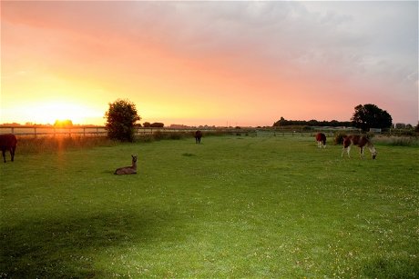 Glamping holidays in Norfolk, Eastern England - Glamping with Llamas